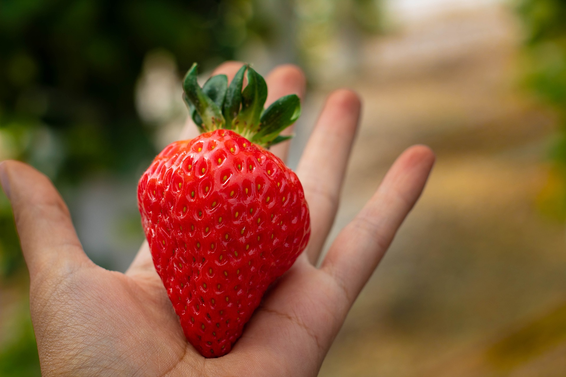 strawberry-4607561_1920